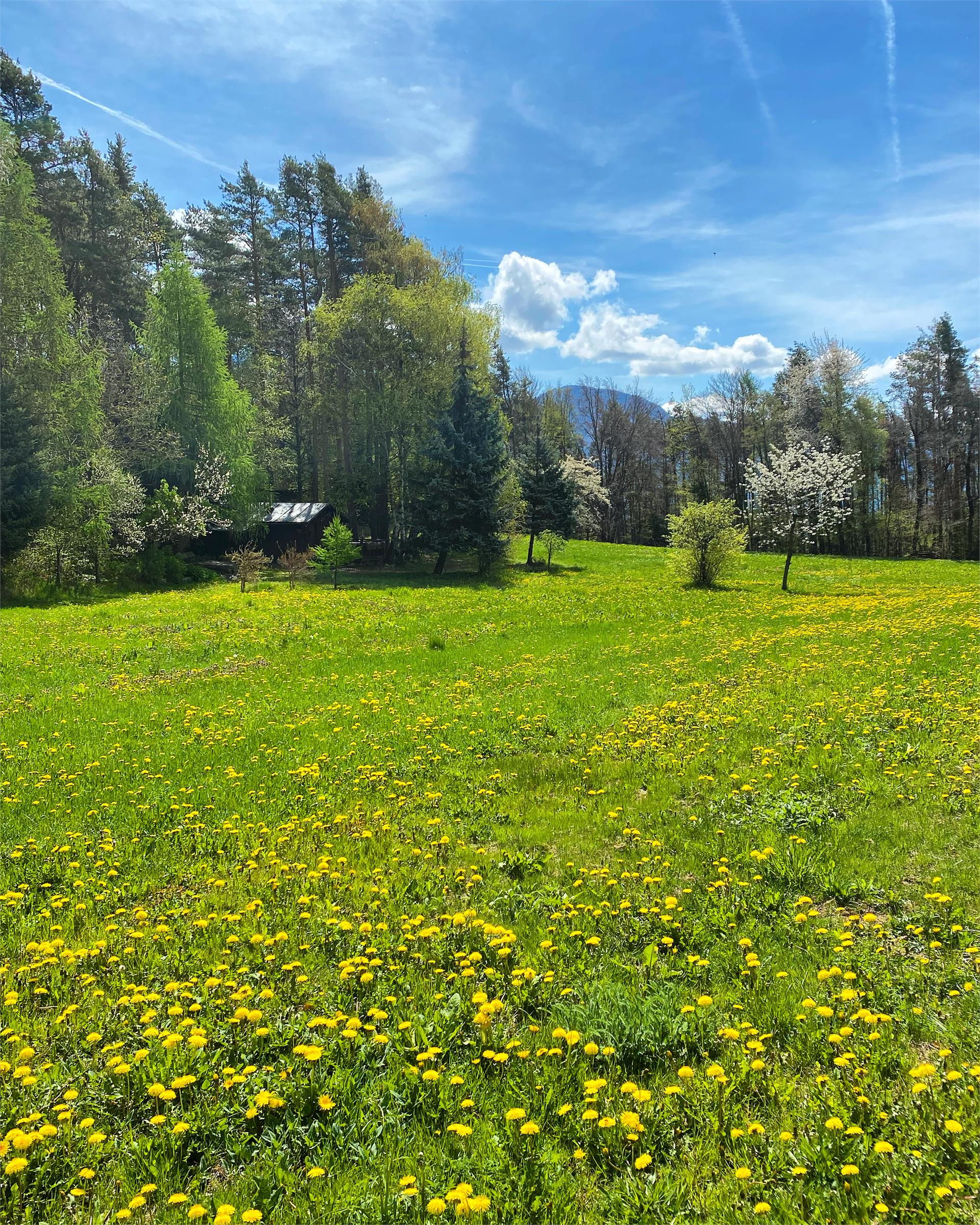 Appartamento Lärchenwiesenhütte Cortaccia sulla Strada del Vino 11 suedtirol.info