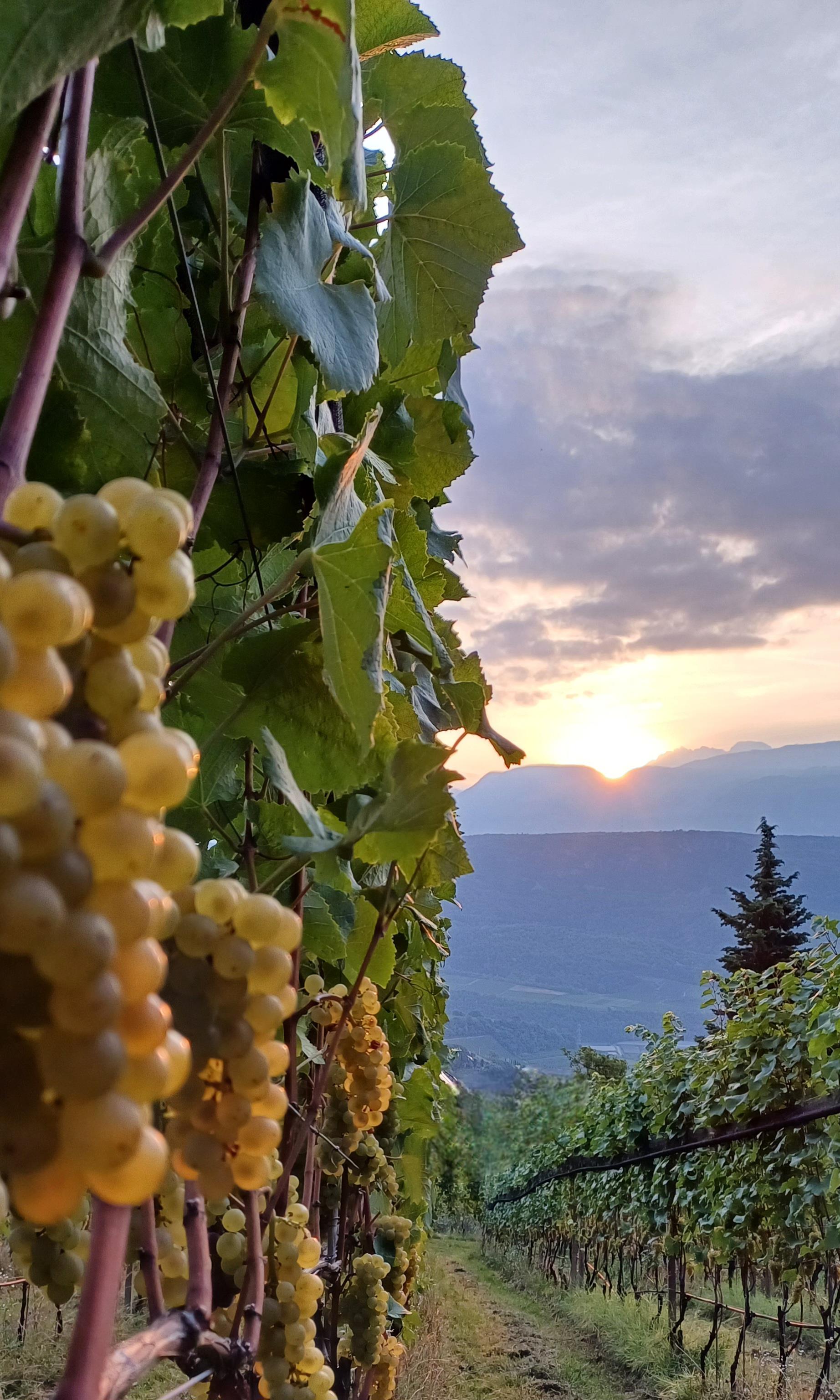 La Vinea Kaltern an der Weinstraße 17 suedtirol.info