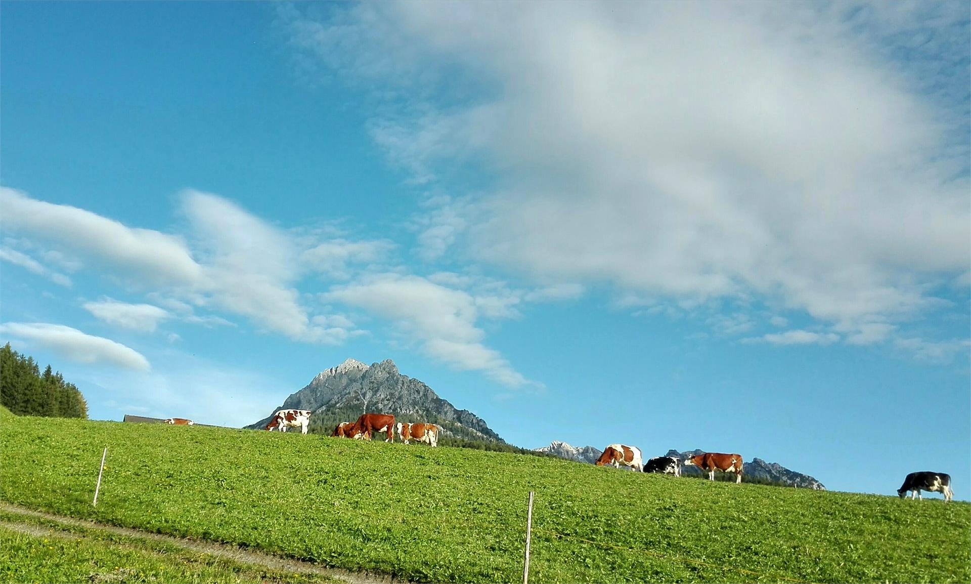 Lü de Terza San Vigilio 17 suedtirol.info