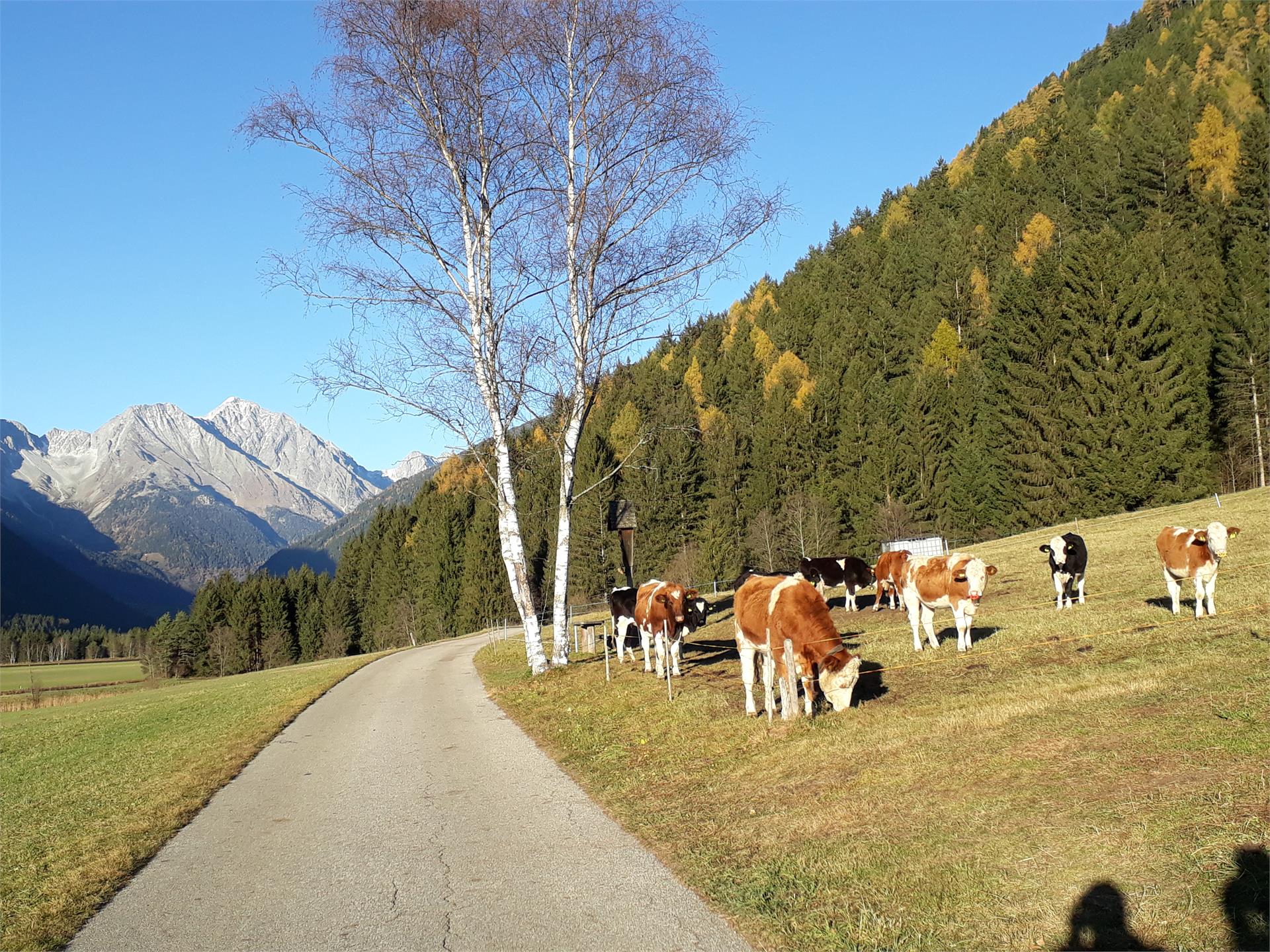 Lechnerhof Rasen-Antholz 28 suedtirol.info