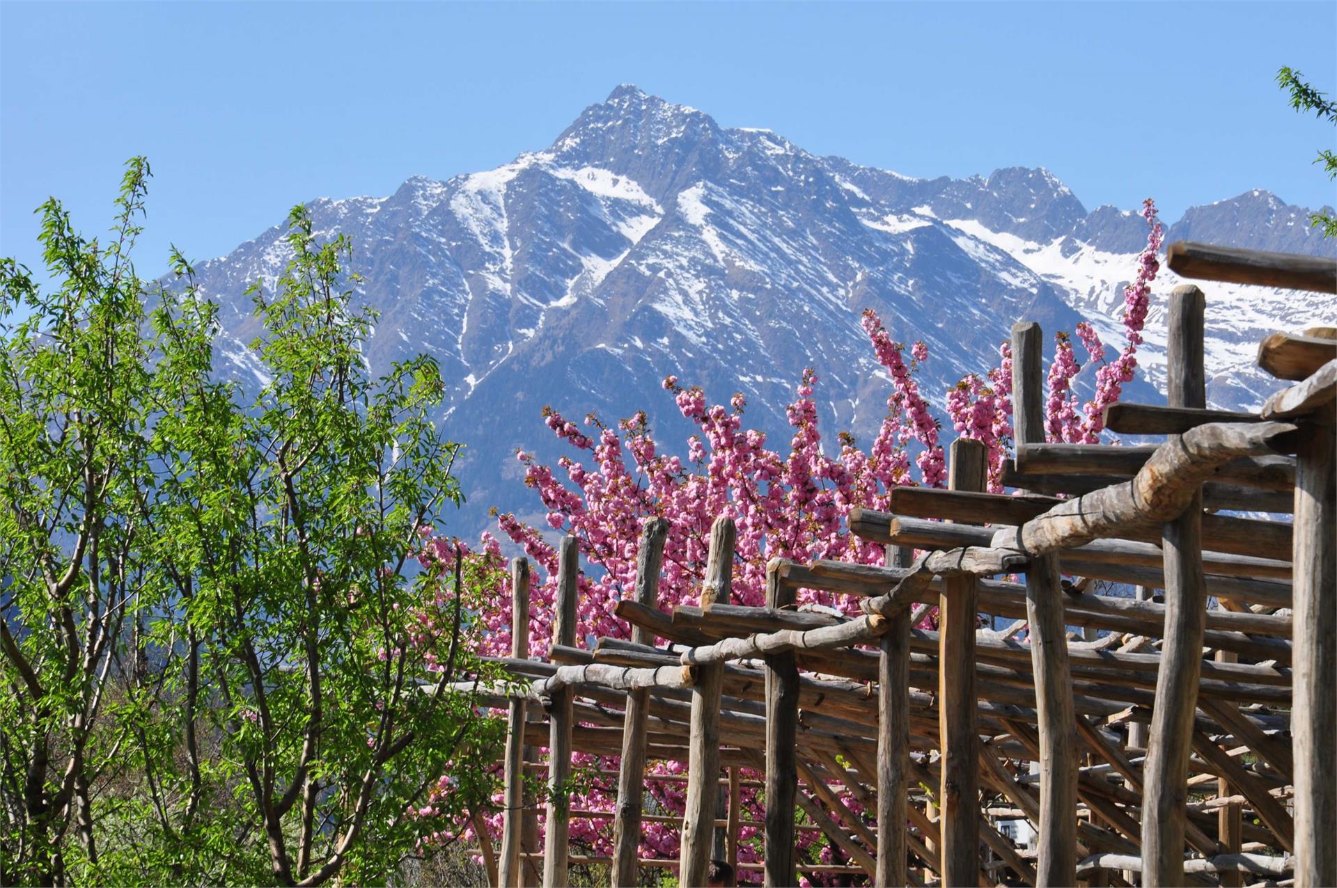 Landhaus Freiburgerhof Riffian 14 suedtirol.info