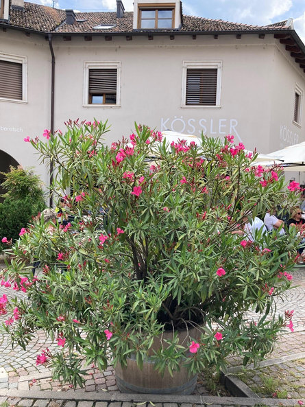 Residence Laubenhaus Appiano sulla Strada del Vino 12 suedtirol.info