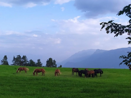 Ladurner Ute Mölten 9 suedtirol.info