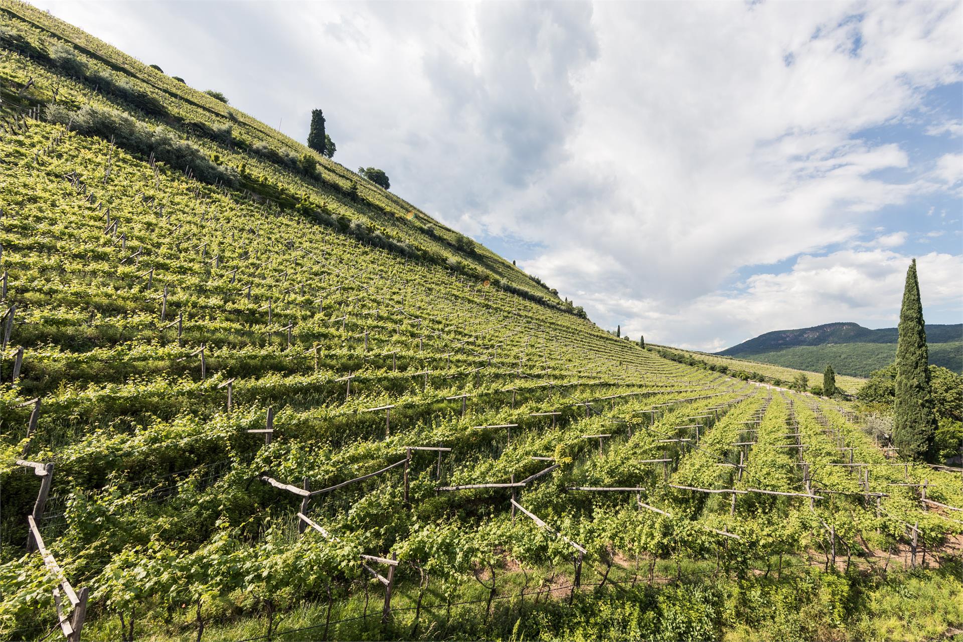 Lake Spa Hotel SEELEITEN Kaltern an der Weinstraße/Caldaro sulla Strada del Vino 25 suedtirol.info