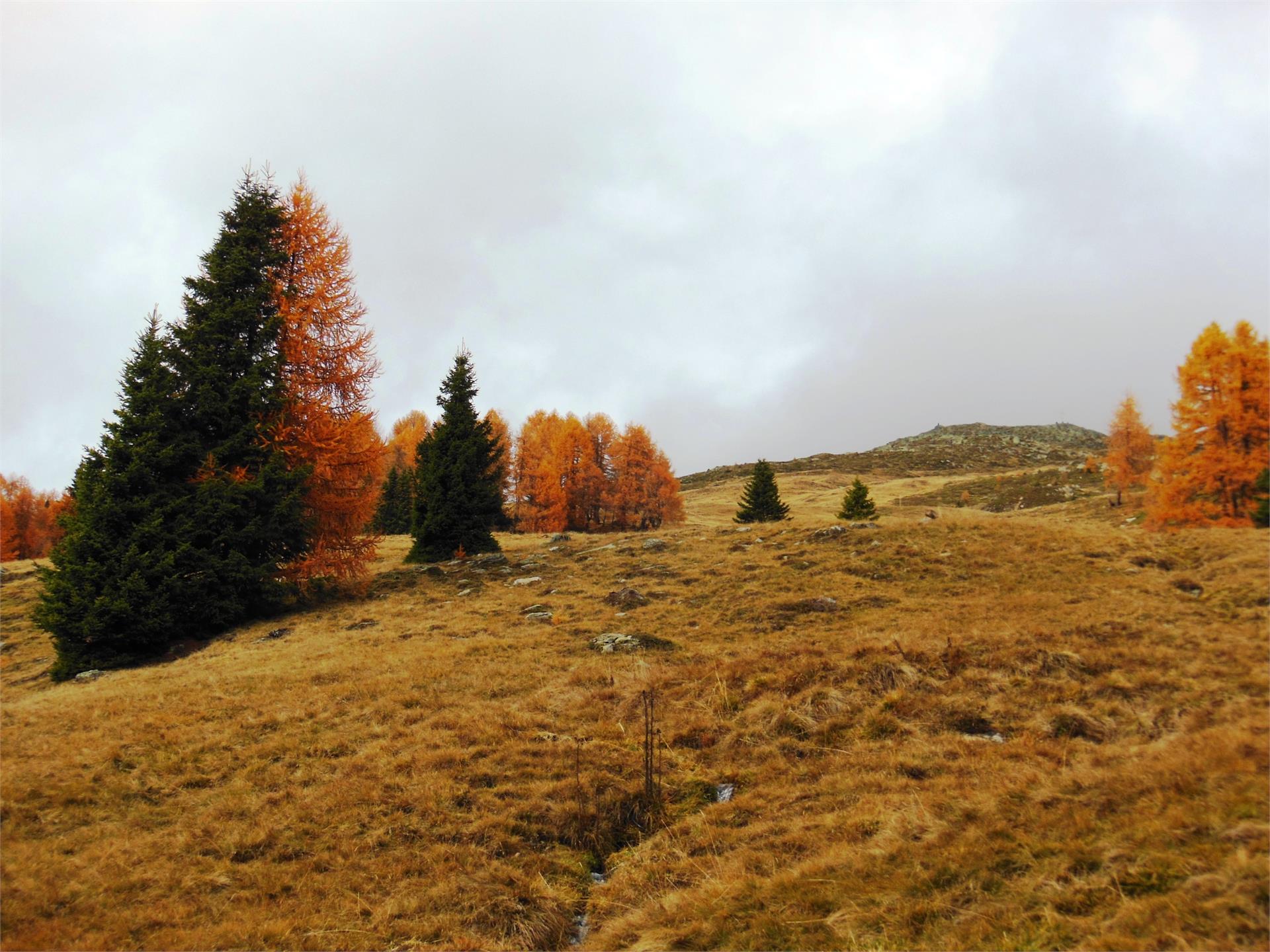 Lärchenheim Ultimo 11 suedtirol.info