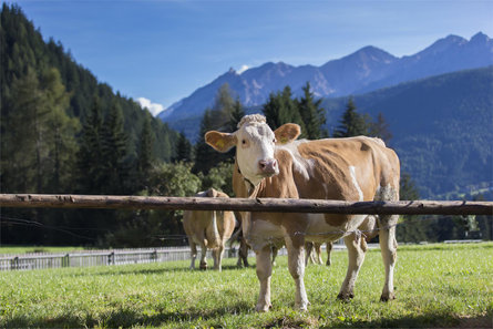 Landhof Welsberg-Taisten 22 suedtirol.info