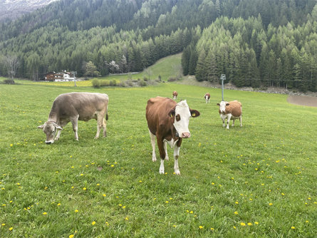 Lechnerhof Mühlbach/Rio di Pusteria 30 suedtirol.info