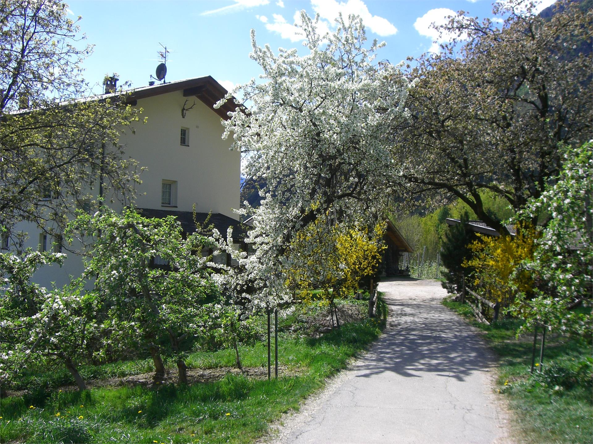 Mareinhof Parcines 2 suedtirol.info