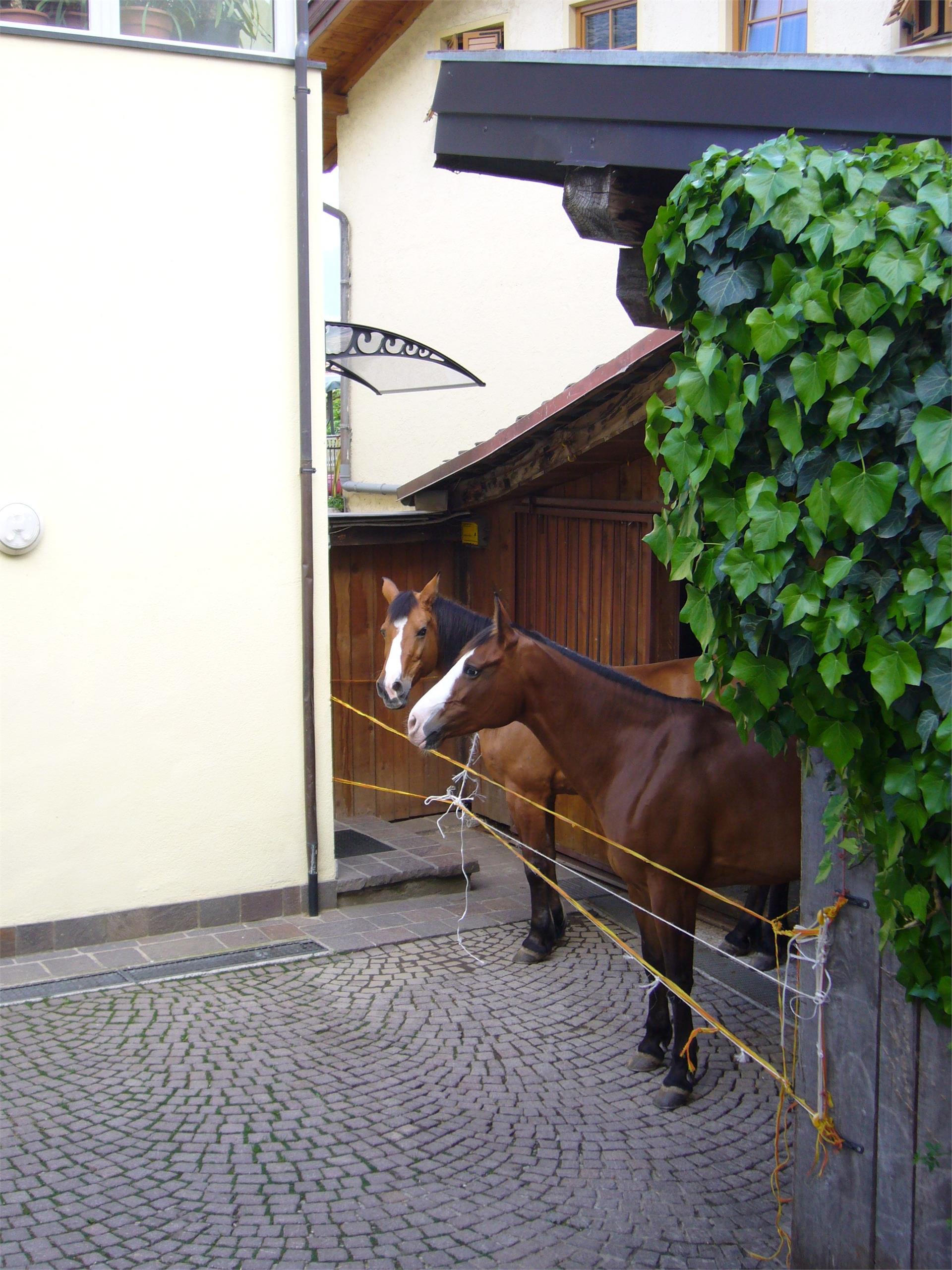 Melchiori Brunhilde Tramin an der Weinstraße/Termeno sulla Strada del Vino 9 suedtirol.info