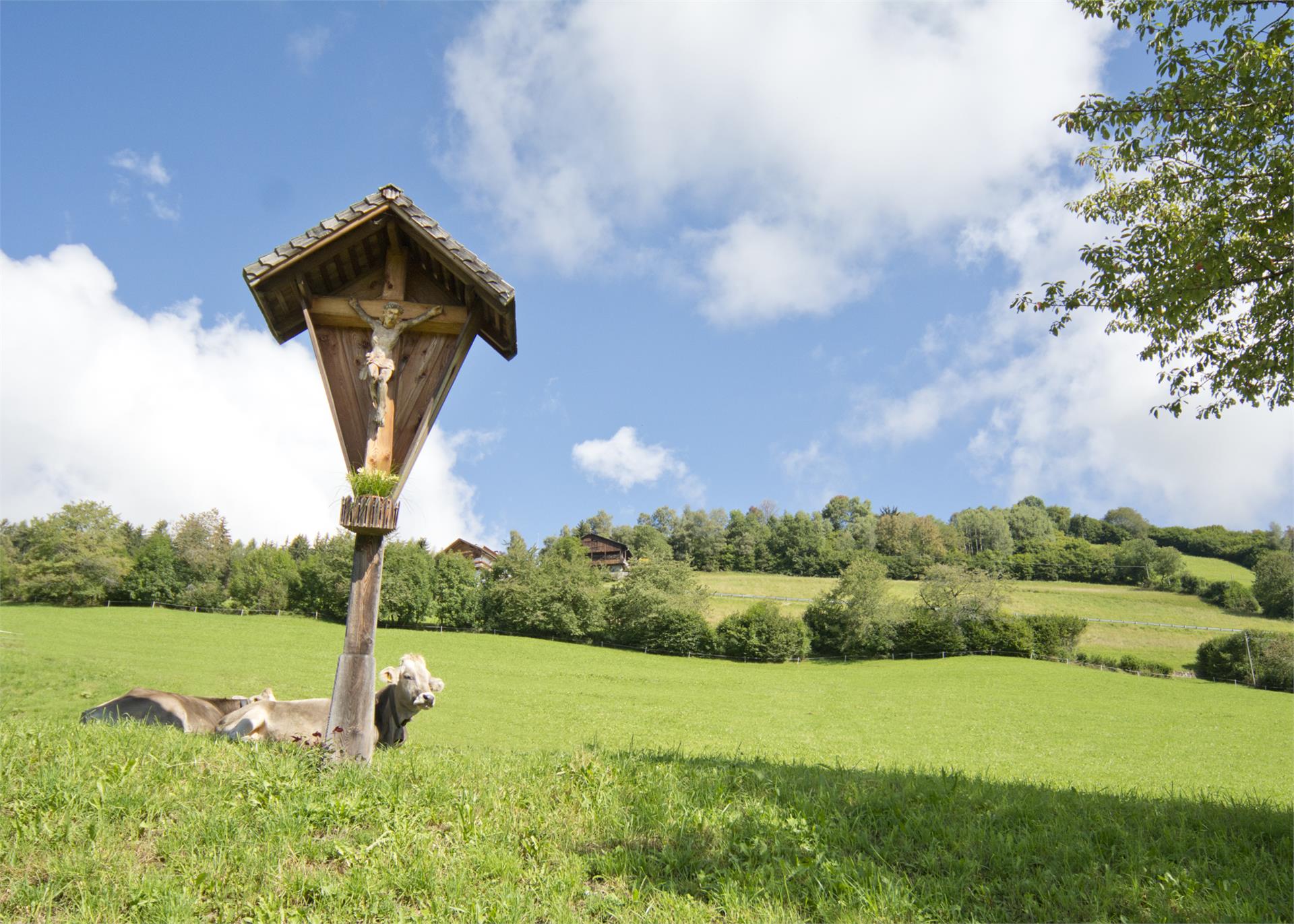 Oberbaumgartnerhof Pfalzen 23 suedtirol.info