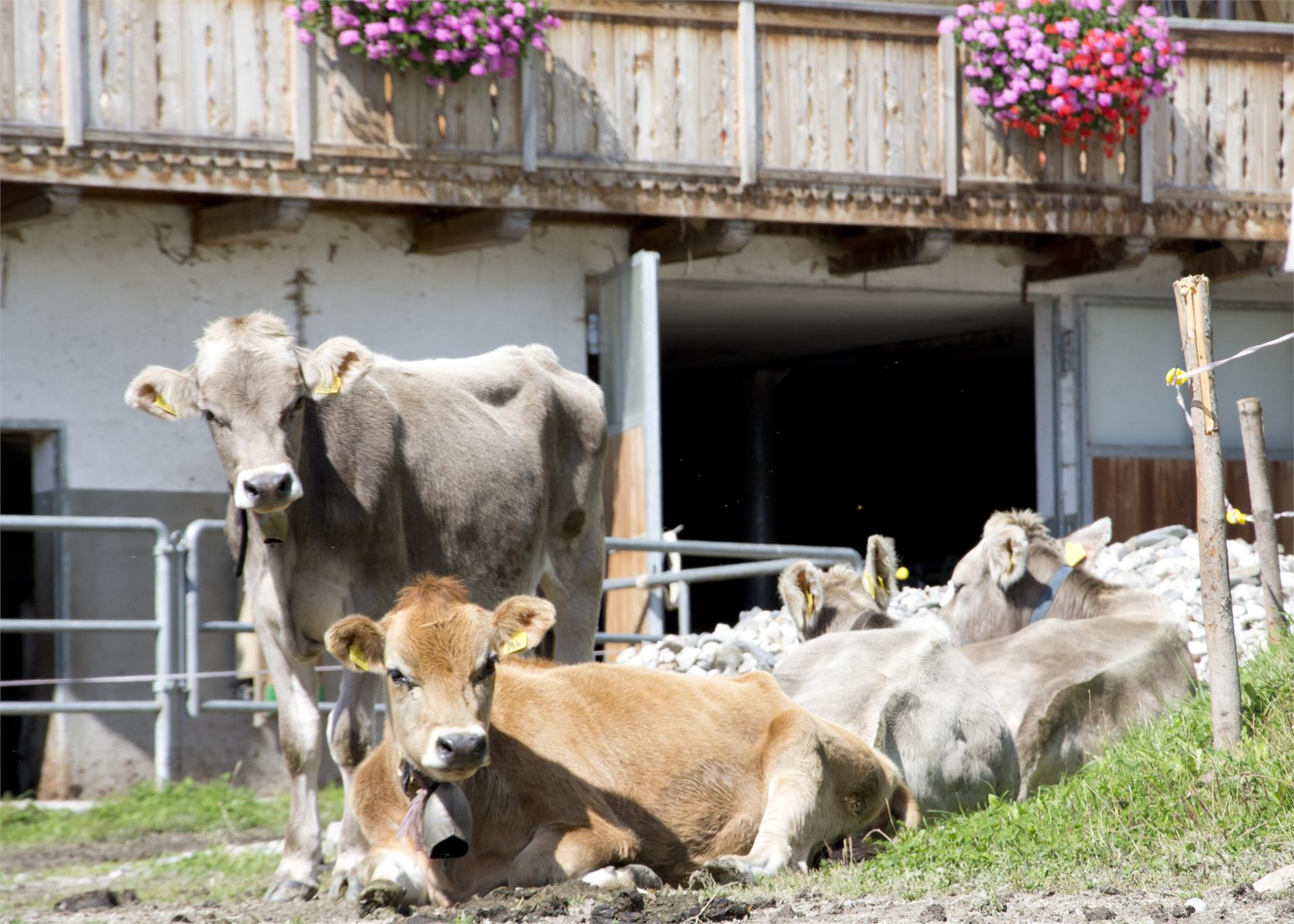 Oberbaumgartnerhof Pfalzen 22 suedtirol.info