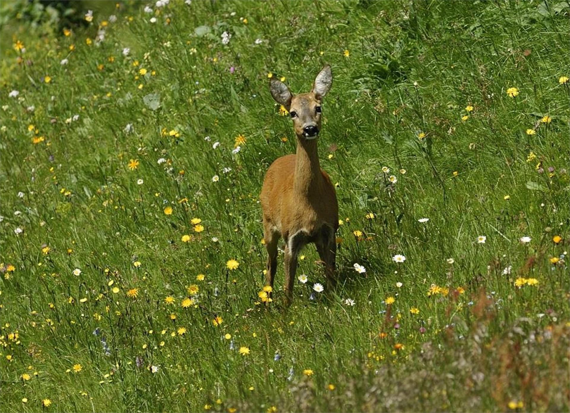 Maso Obertschötscher Kastelruth/Castelrotto 15 suedtirol.info