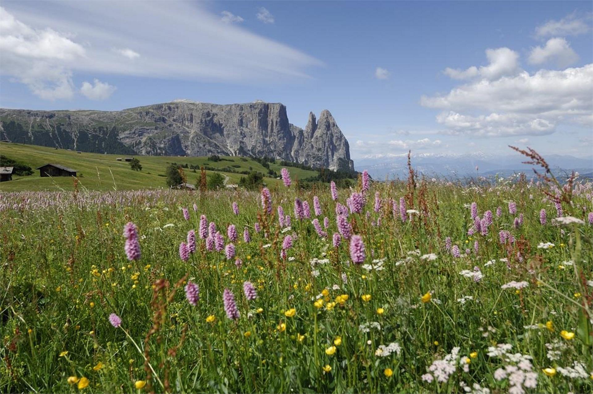 Maso Obertschötscher Kastelruth/Castelrotto 16 suedtirol.info