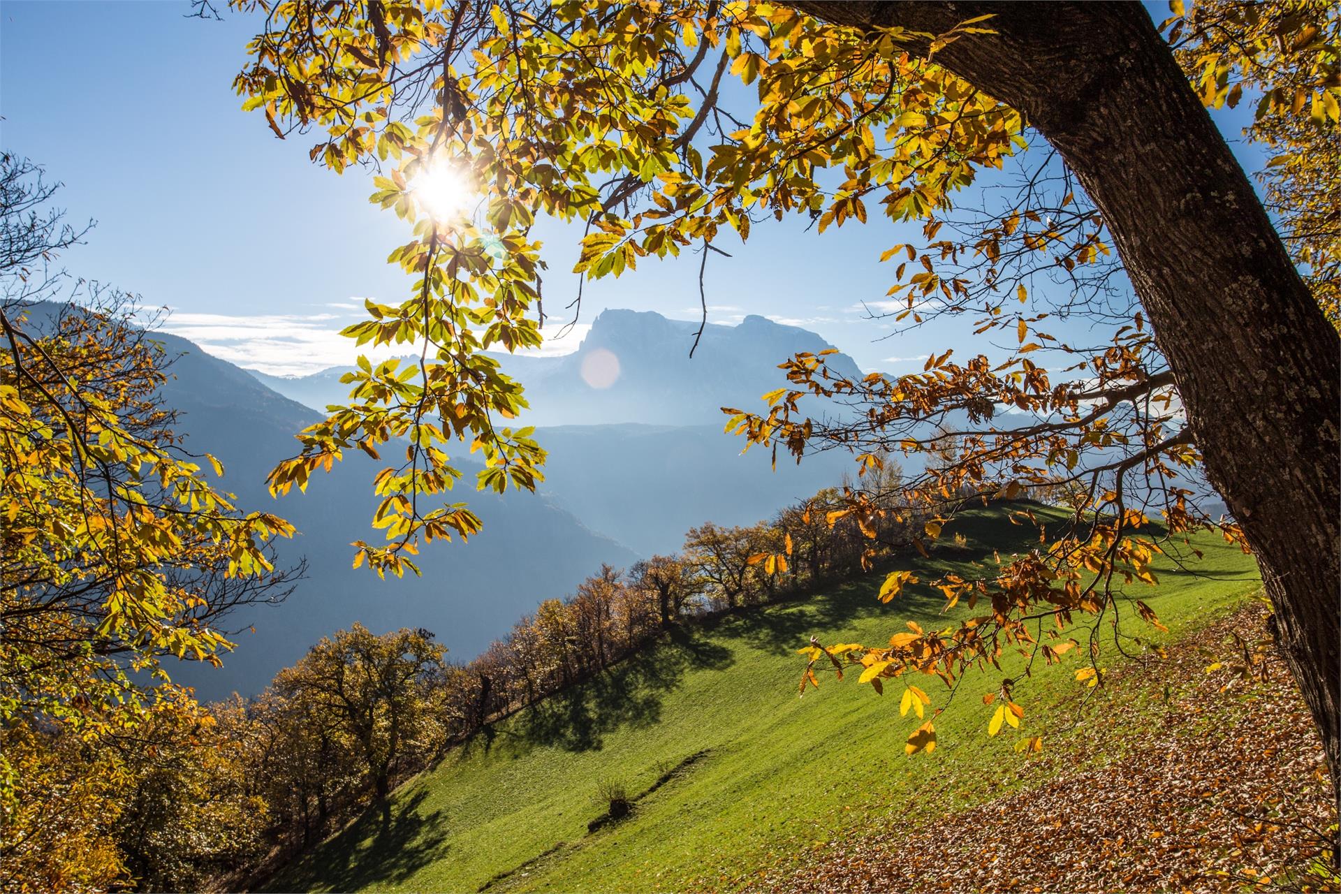 Oberfallerhof Barbian 17 suedtirol.info