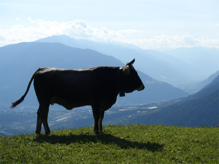 "Boarbichl" mountain farm with cheese dairies Schenna/Scena 1 suedtirol.info