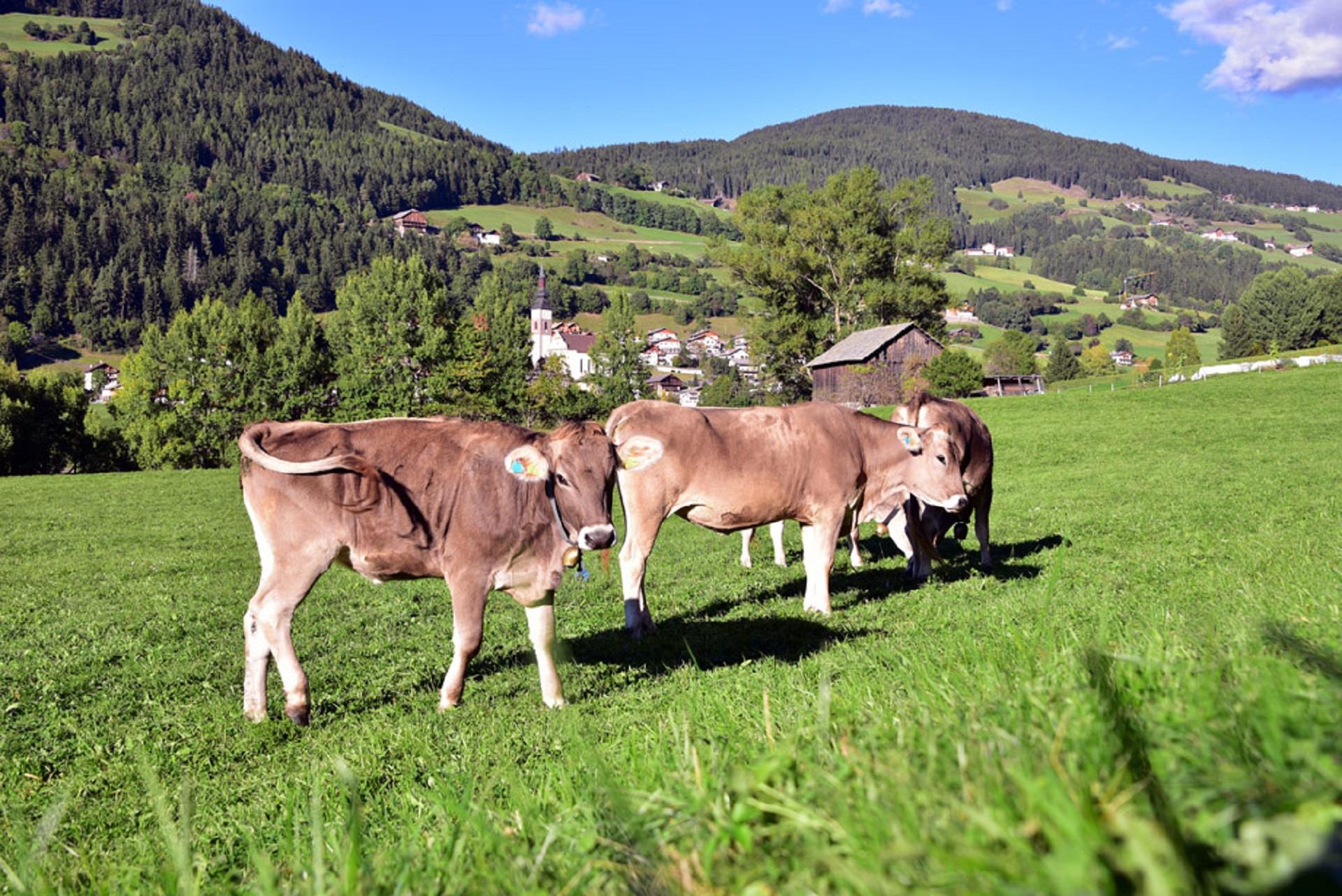 Planatschhof Villnöss/Funes 27 suedtirol.info