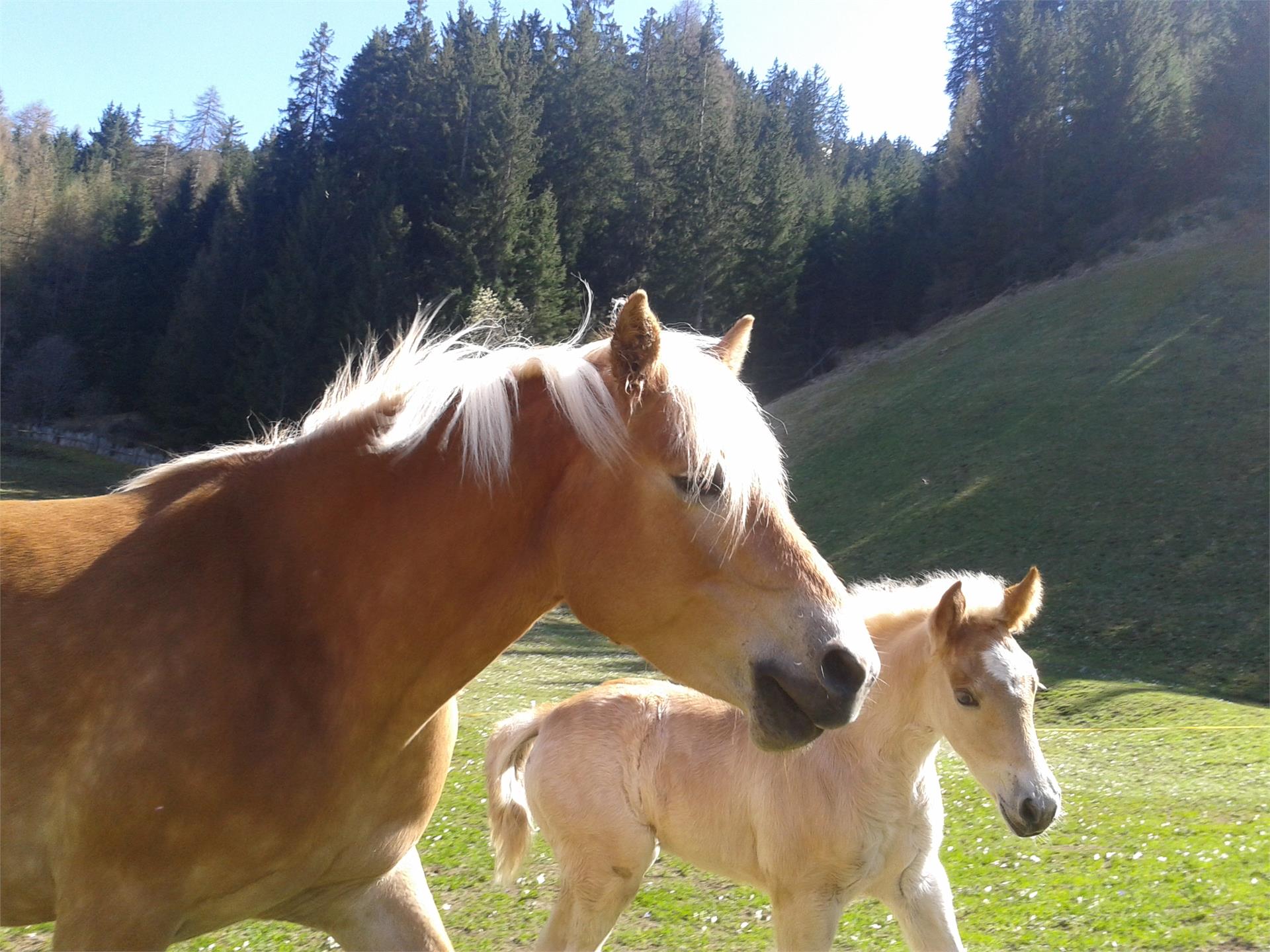 Parseidhof Villnöss/Funes 9 suedtirol.info