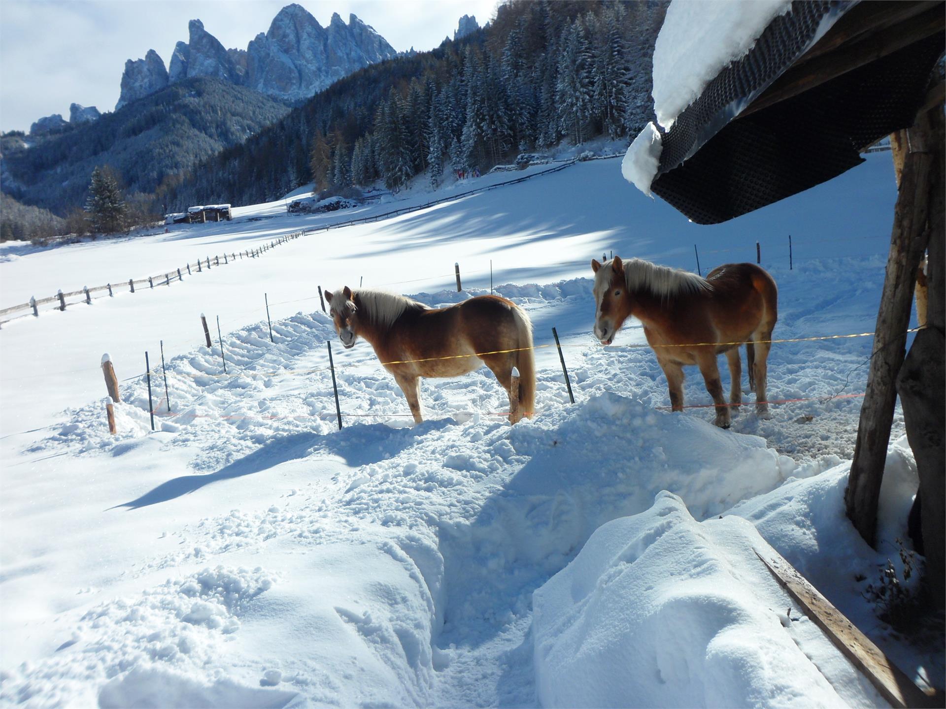 Parseidhof Villnöss/Funes 4 suedtirol.info