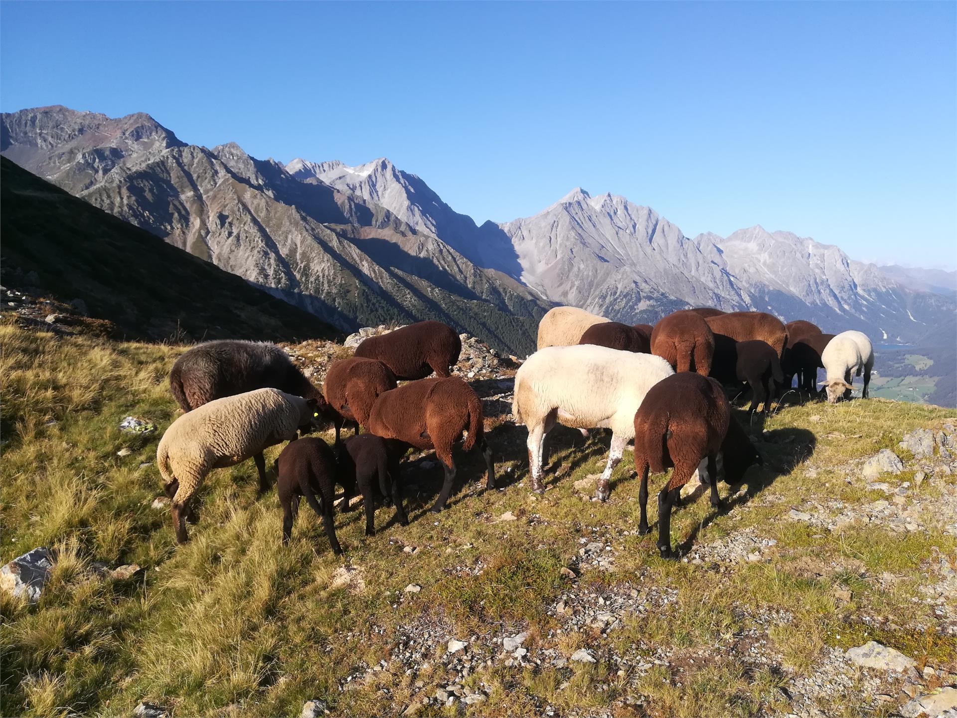 Pfaffingerhof Bio Bauernhof Rasen-Antholz/Rasun Anterselva 4 suedtirol.info