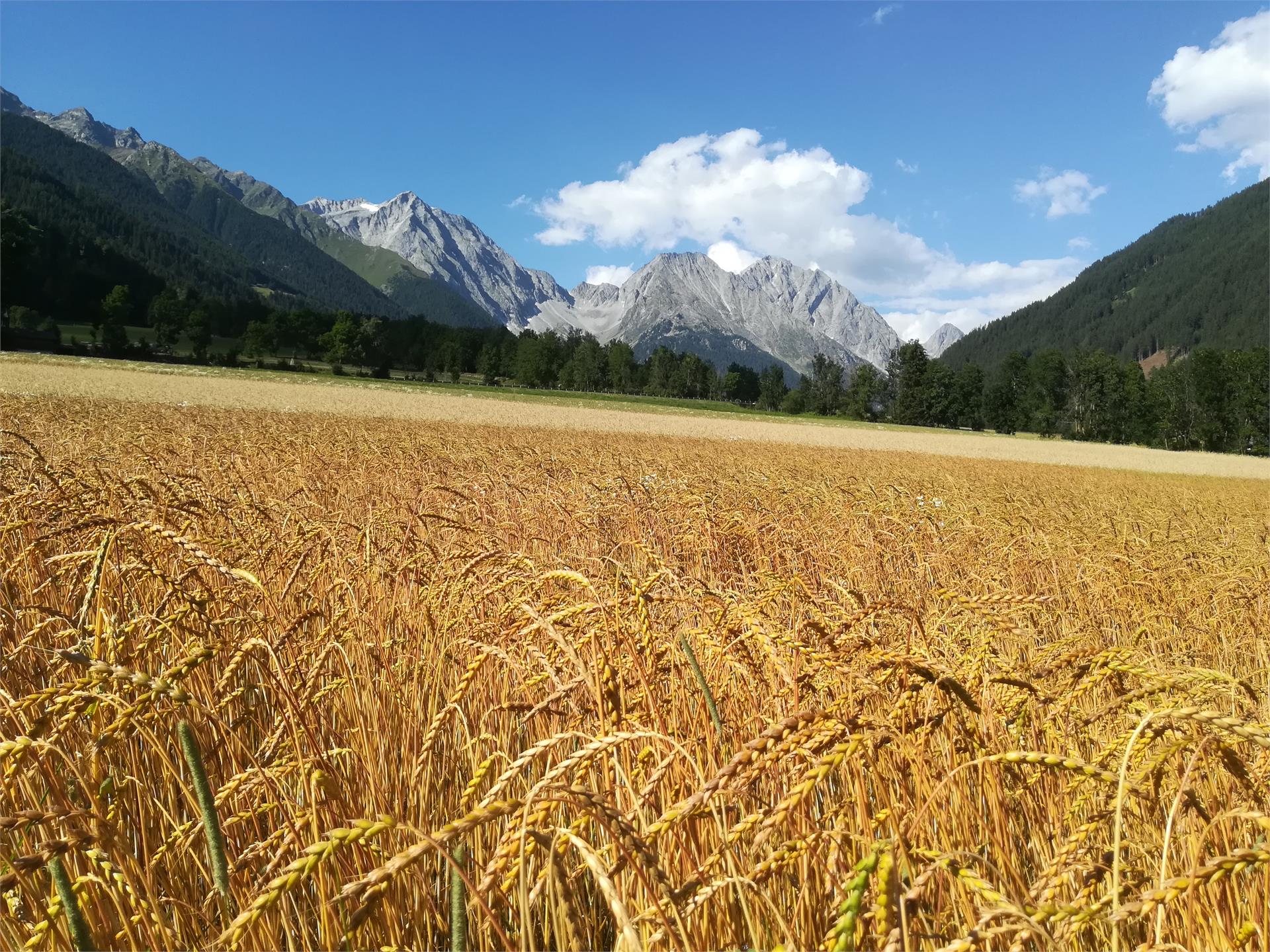 Pfaffingerhof Bio Bauernhof Rasen-Antholz/Rasun Anterselva 2 suedtirol.info