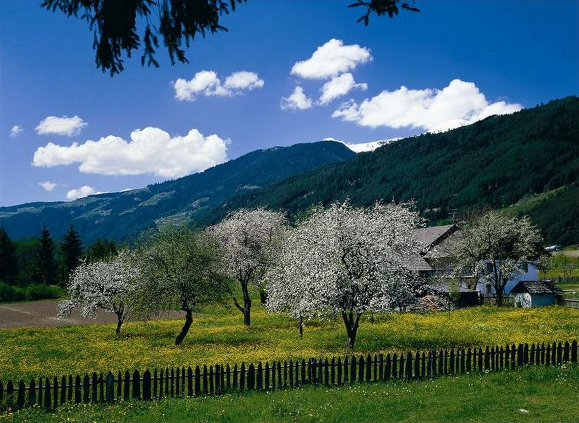 Pensione Hofer Vandoies 26 suedtirol.info