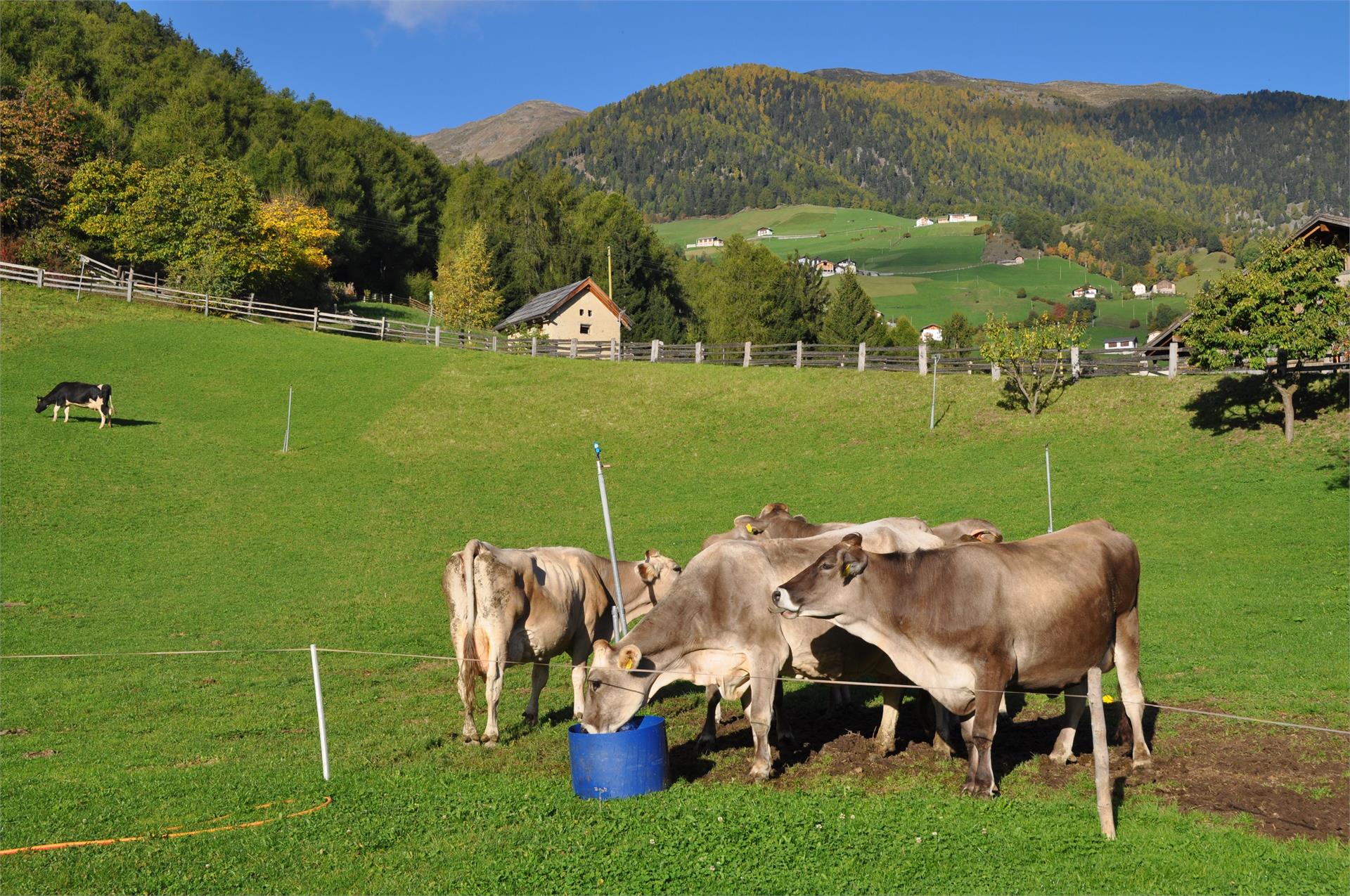 Pinethof Wieser Prato allo Stelvio 32 suedtirol.info