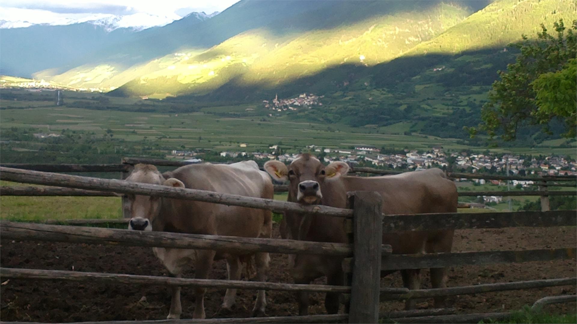 Pinethof Wieser Prato allo Stelvio 25 suedtirol.info