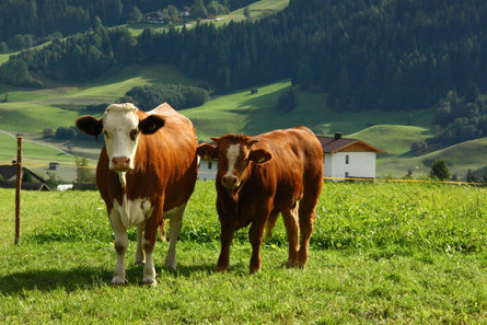 Ronacherhof Welsberg-Taisten 6 suedtirol.info