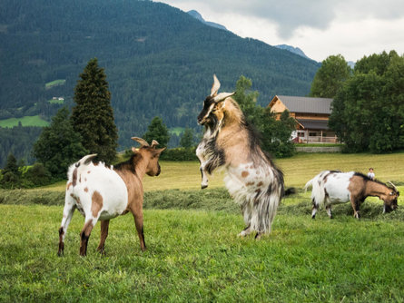 Ronacherhof Welsberg-Taisten 4 suedtirol.info