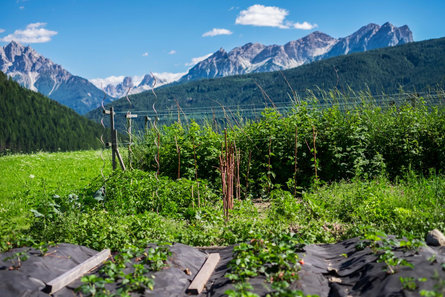 Ronacherhof Welsberg-Taisten 3 suedtirol.info