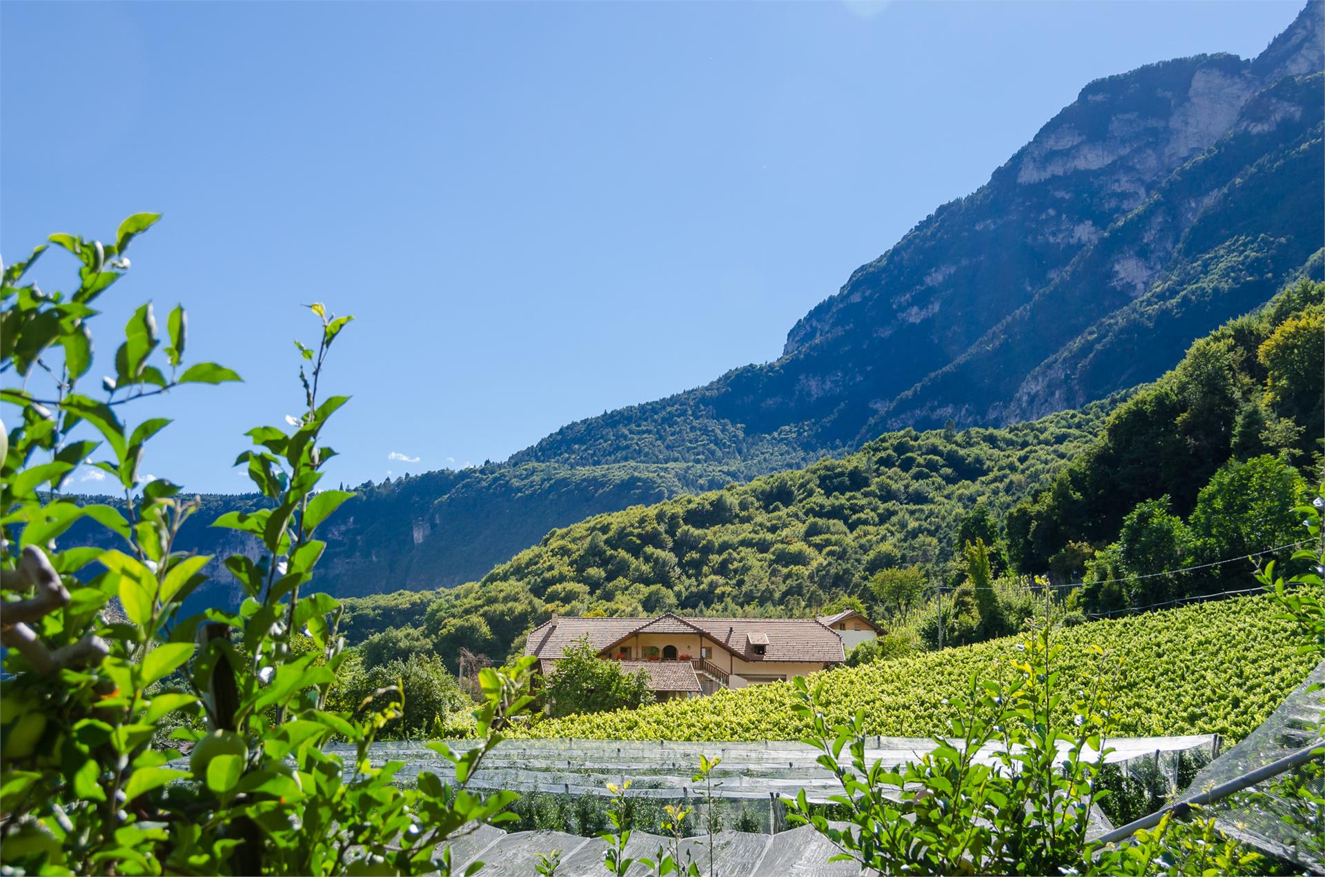 Riedhof Kurtatsch an der Weinstraße 16 suedtirol.info