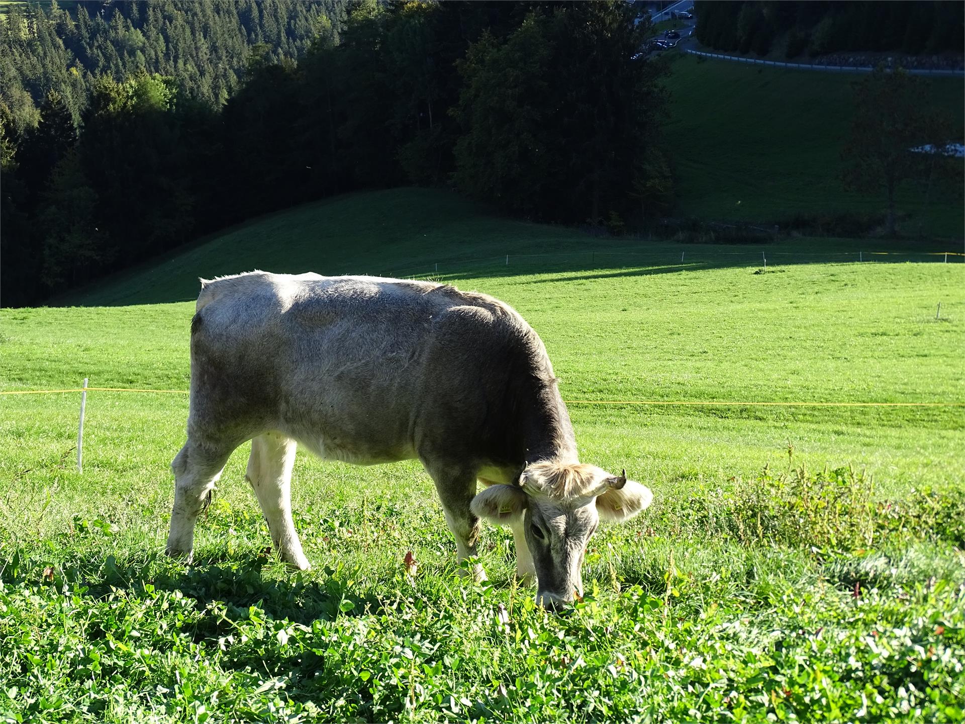 Rotsteinhof Vöran 13 suedtirol.info