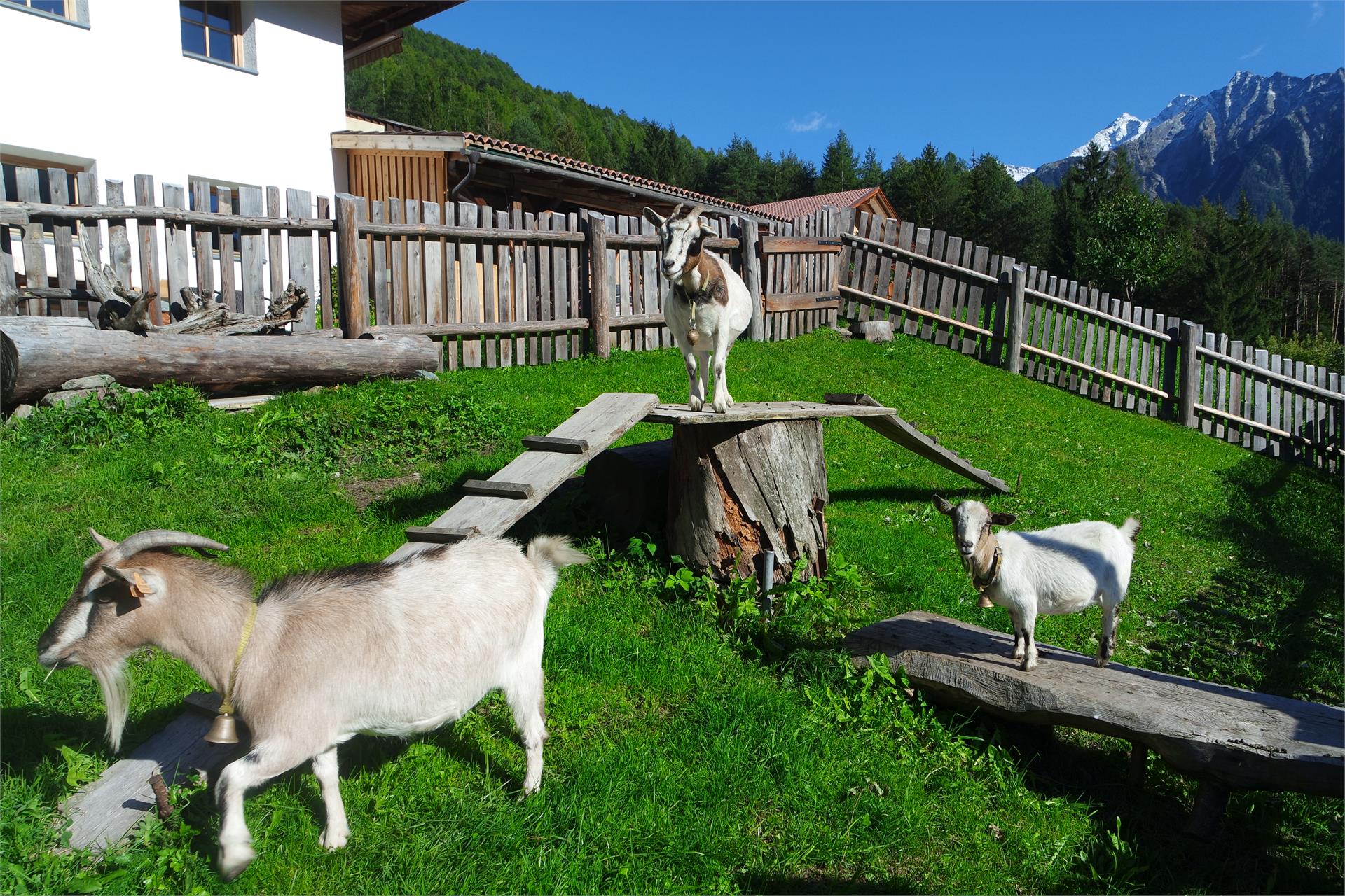 Rieplechnhof Campo Tures 6 suedtirol.info