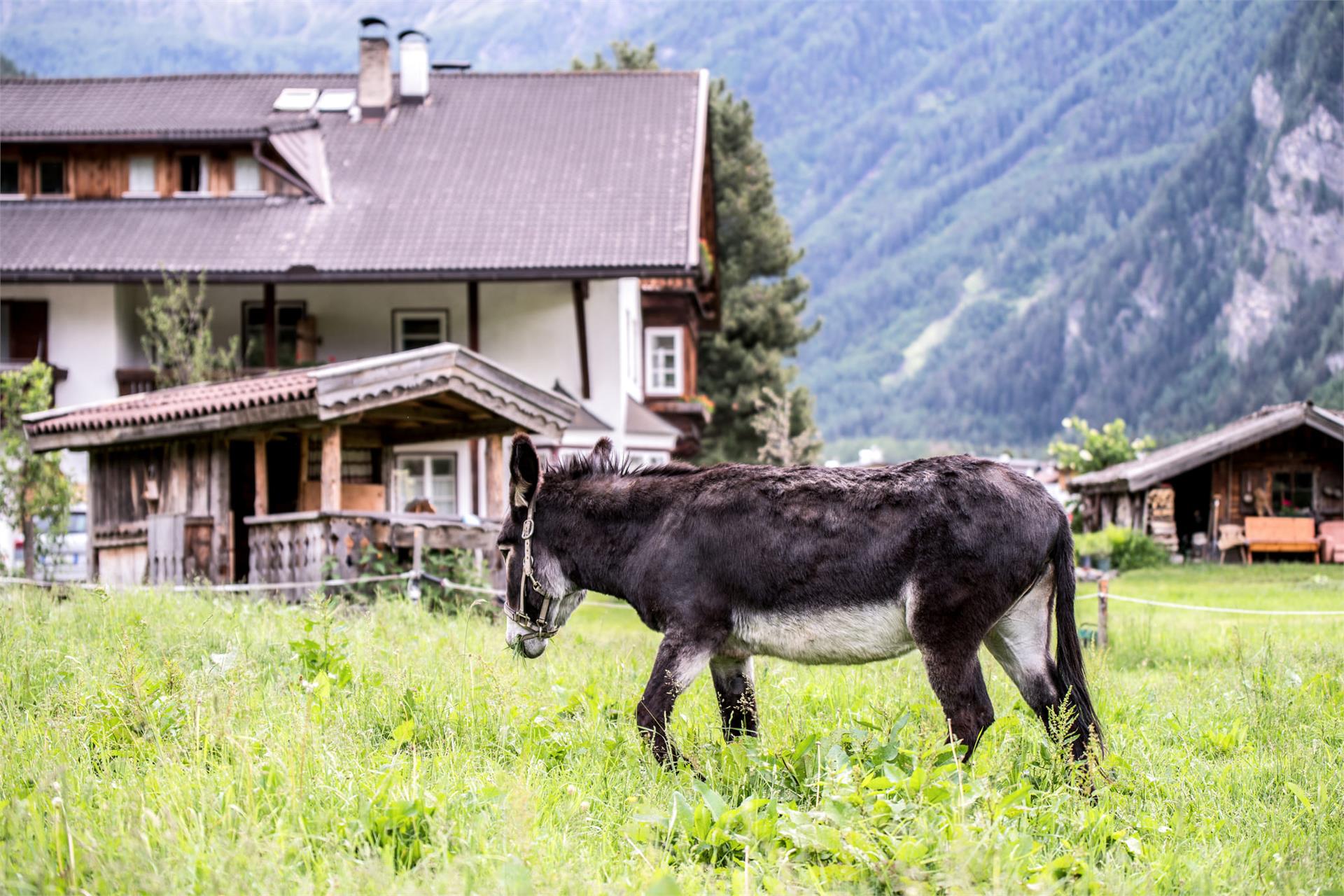 Rieplhof Pfitsch/Val di Vizze 14 suedtirol.info