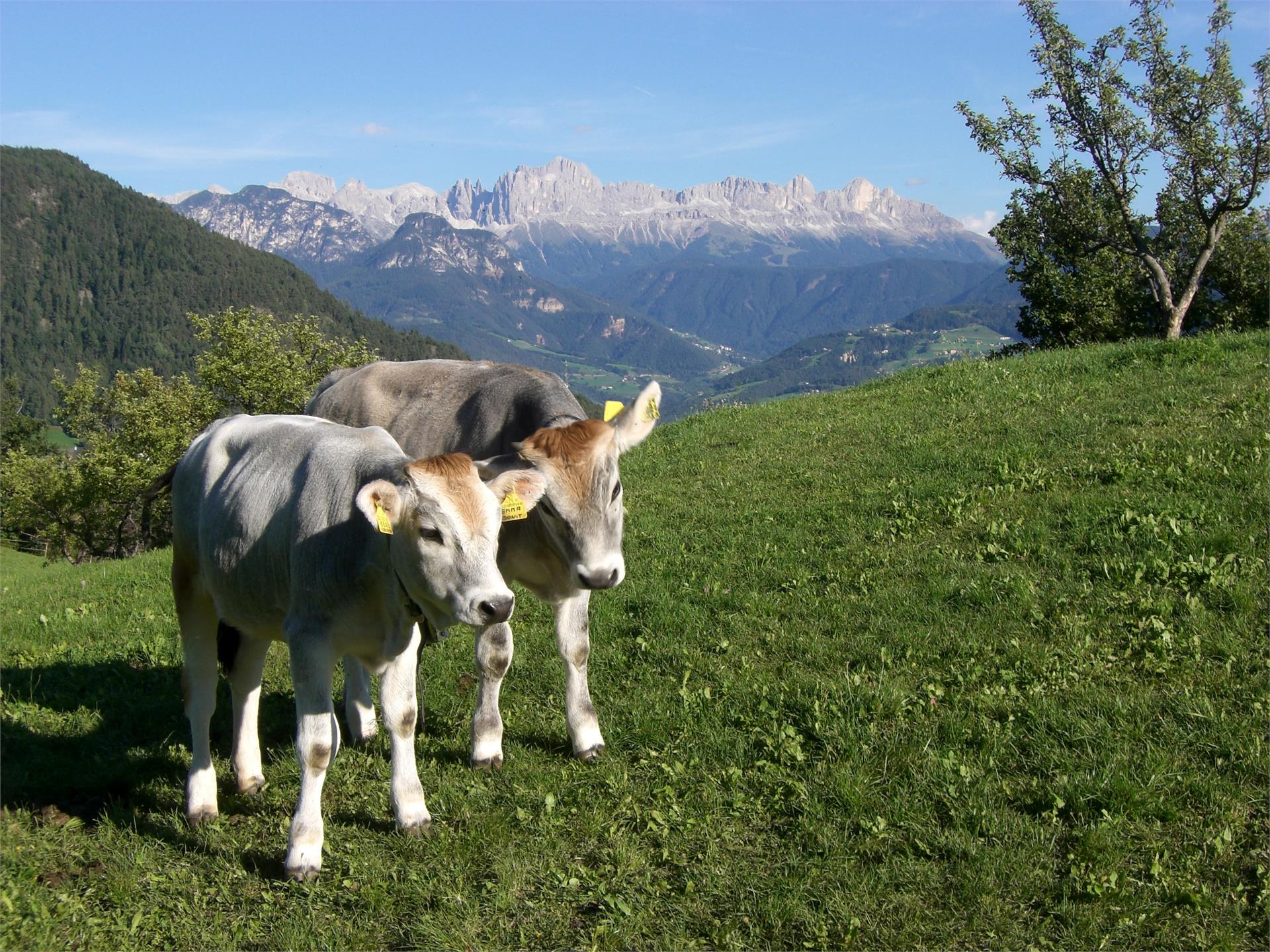 Seeberhof Ritten/Renon 5 suedtirol.info