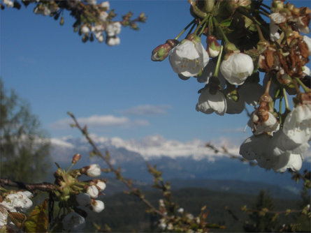 Stücklhof San Genesio Atesino 18 suedtirol.info