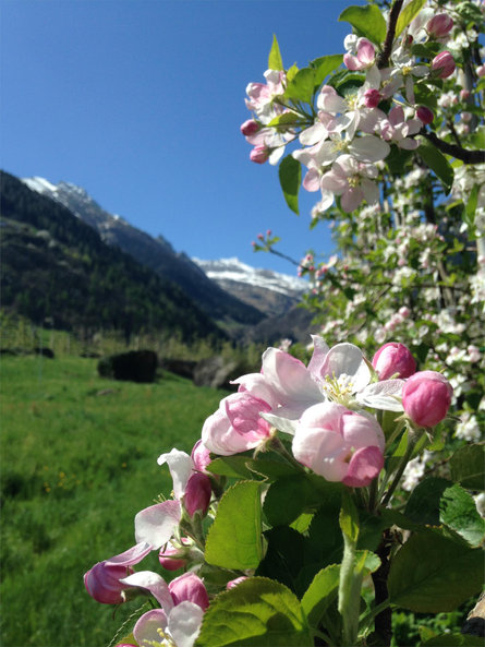 Stiegenwirt Parcines 7 suedtirol.info