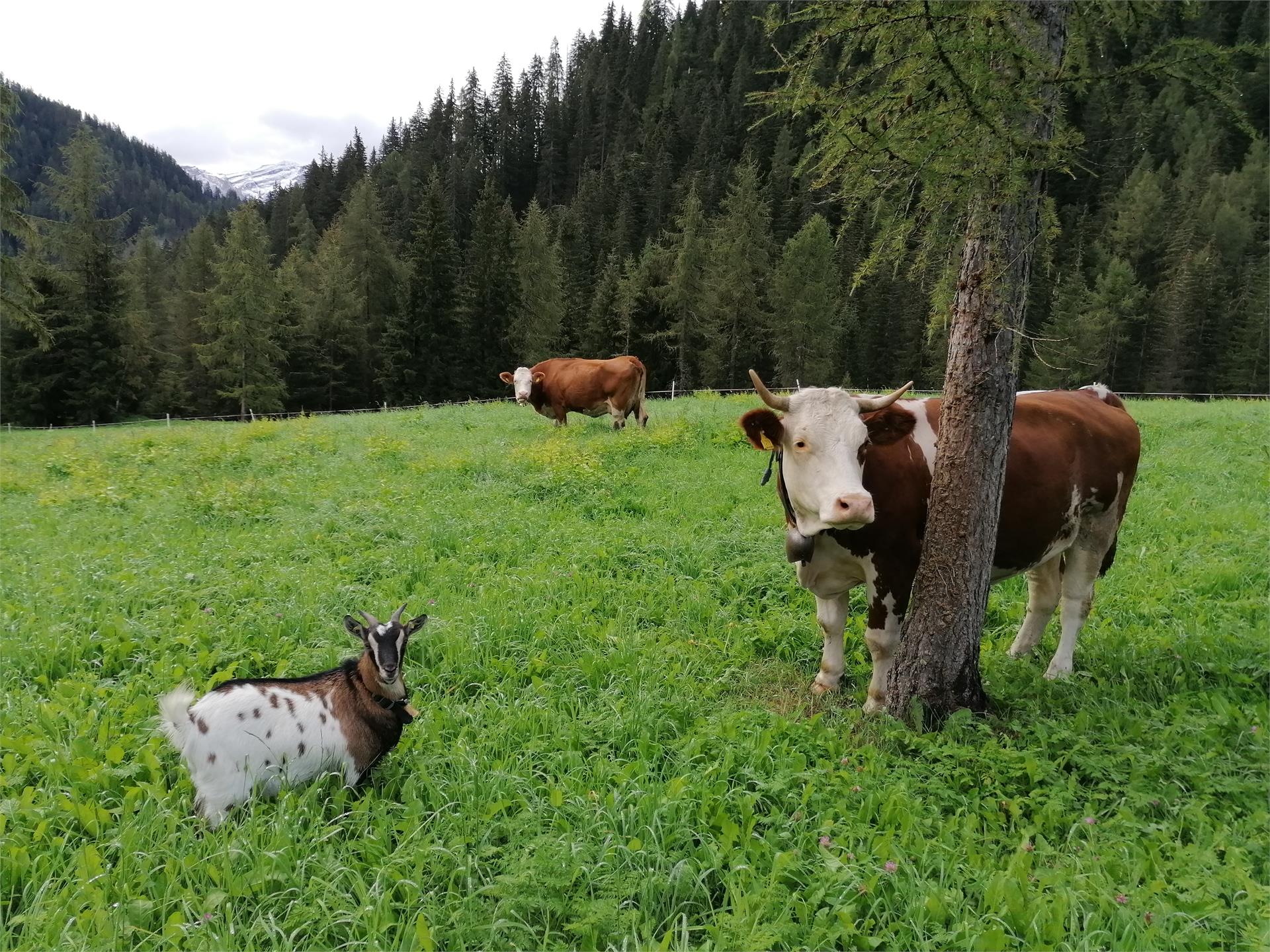 Speckstube Tlisöra San Martin /San Martino 24 suedtirol.info