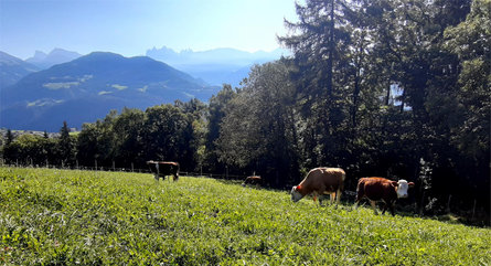 Stieberhof Feldthurns/Velturno 15 suedtirol.info