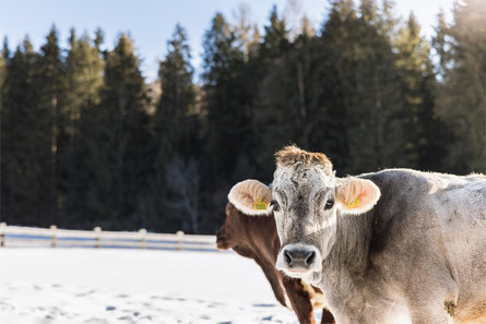 Schöpferhof Rasun Anterselva 16 suedtirol.info