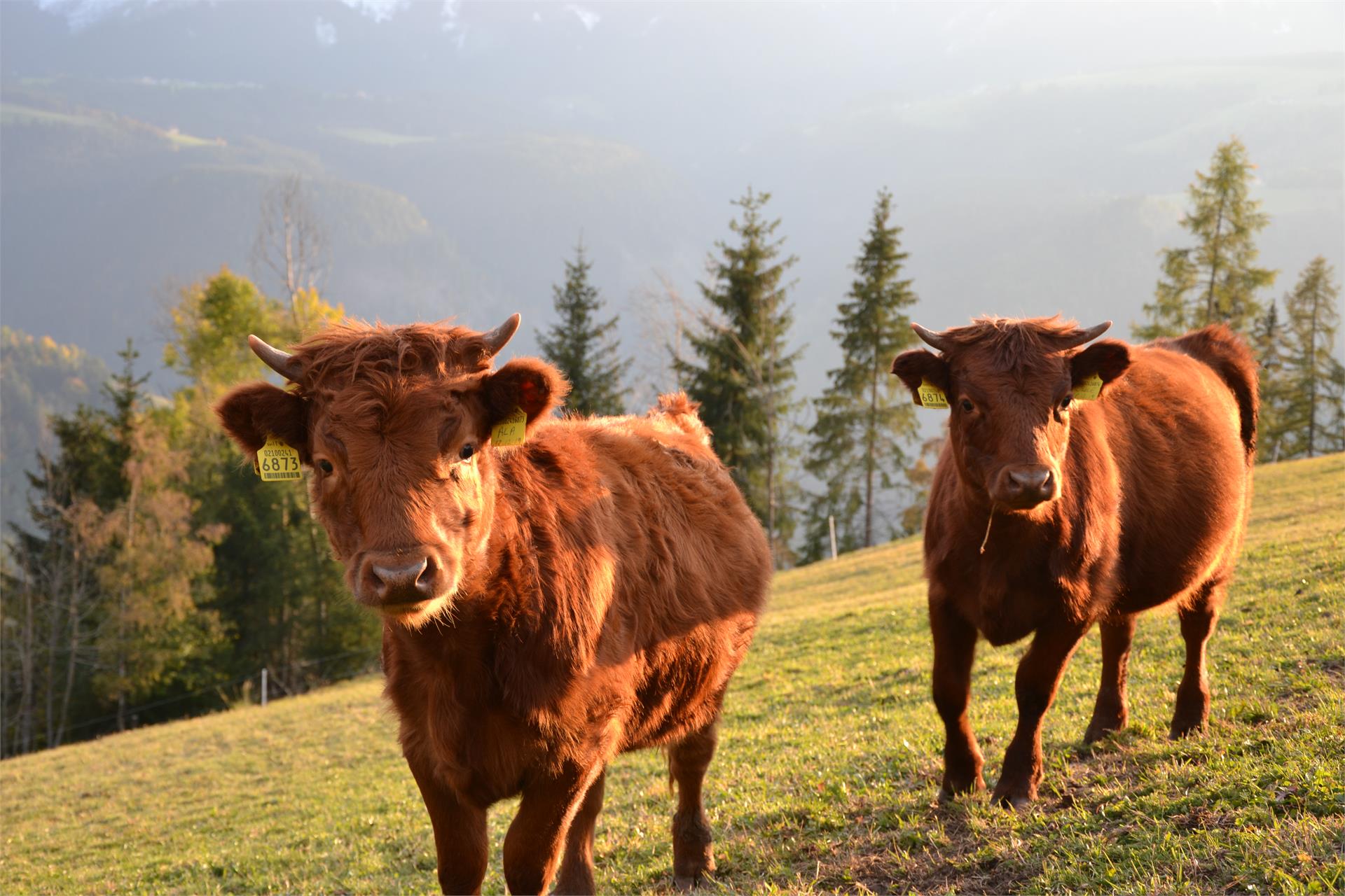 Samerhof Welschnofen 8 suedtirol.info