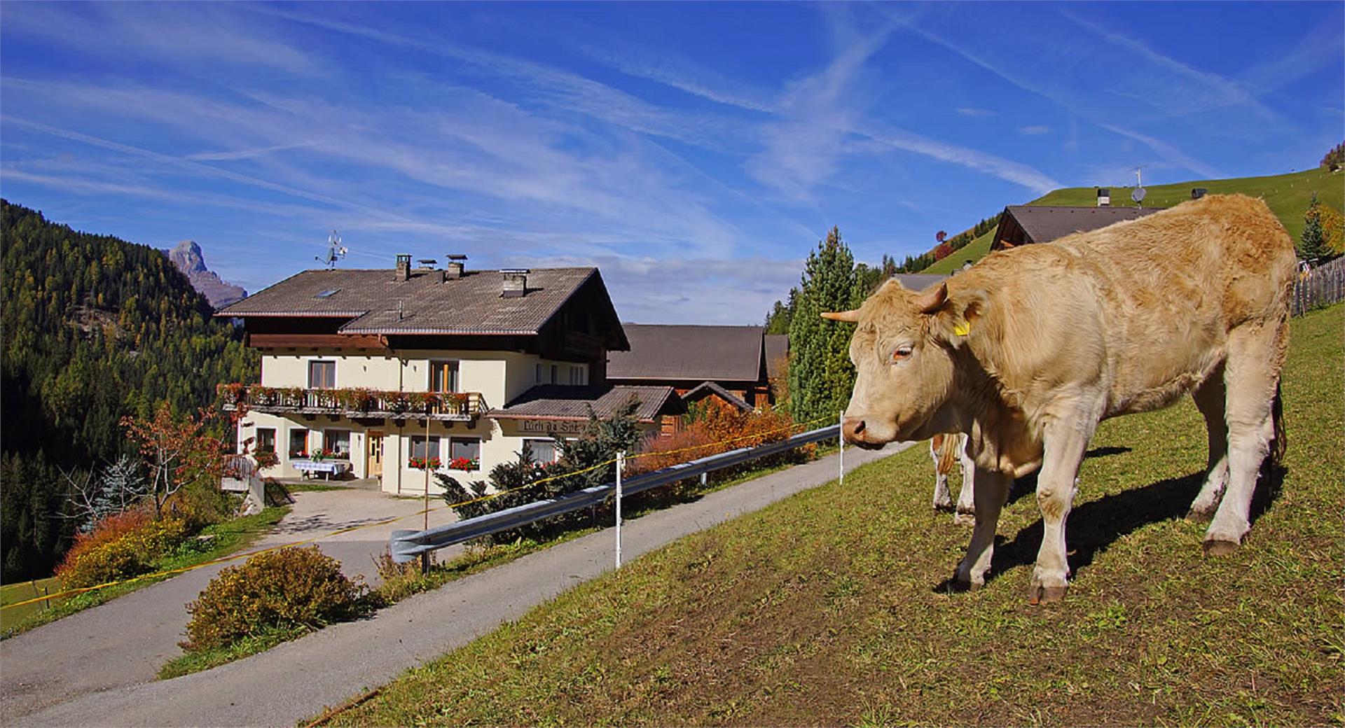 Spëscia La Val 1 suedtirol.info