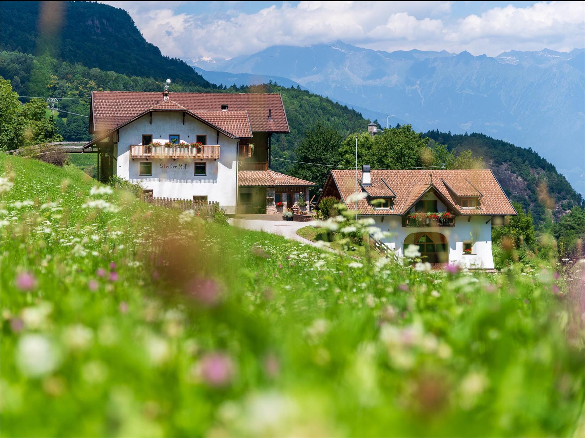 Steckerhof Eppan an der Weinstaße/Appiano sulla Strada del Vino 1 suedtirol.info