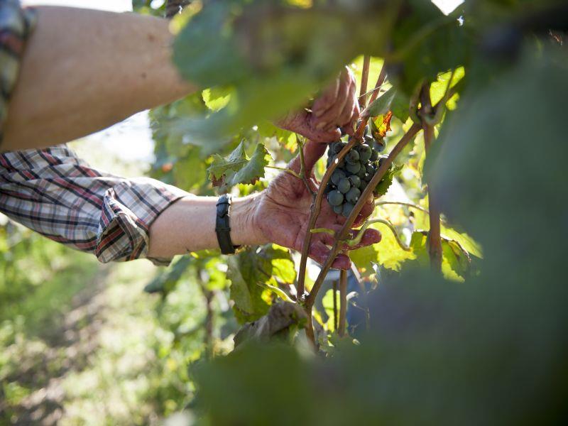 Tröpfltal-Bioweinhof Kaltern an der Weinstraße 4 suedtirol.info