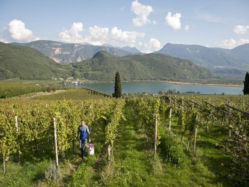 Tröpfltal-Bioweinhof Kaltern an der Weinstraße 5 suedtirol.info