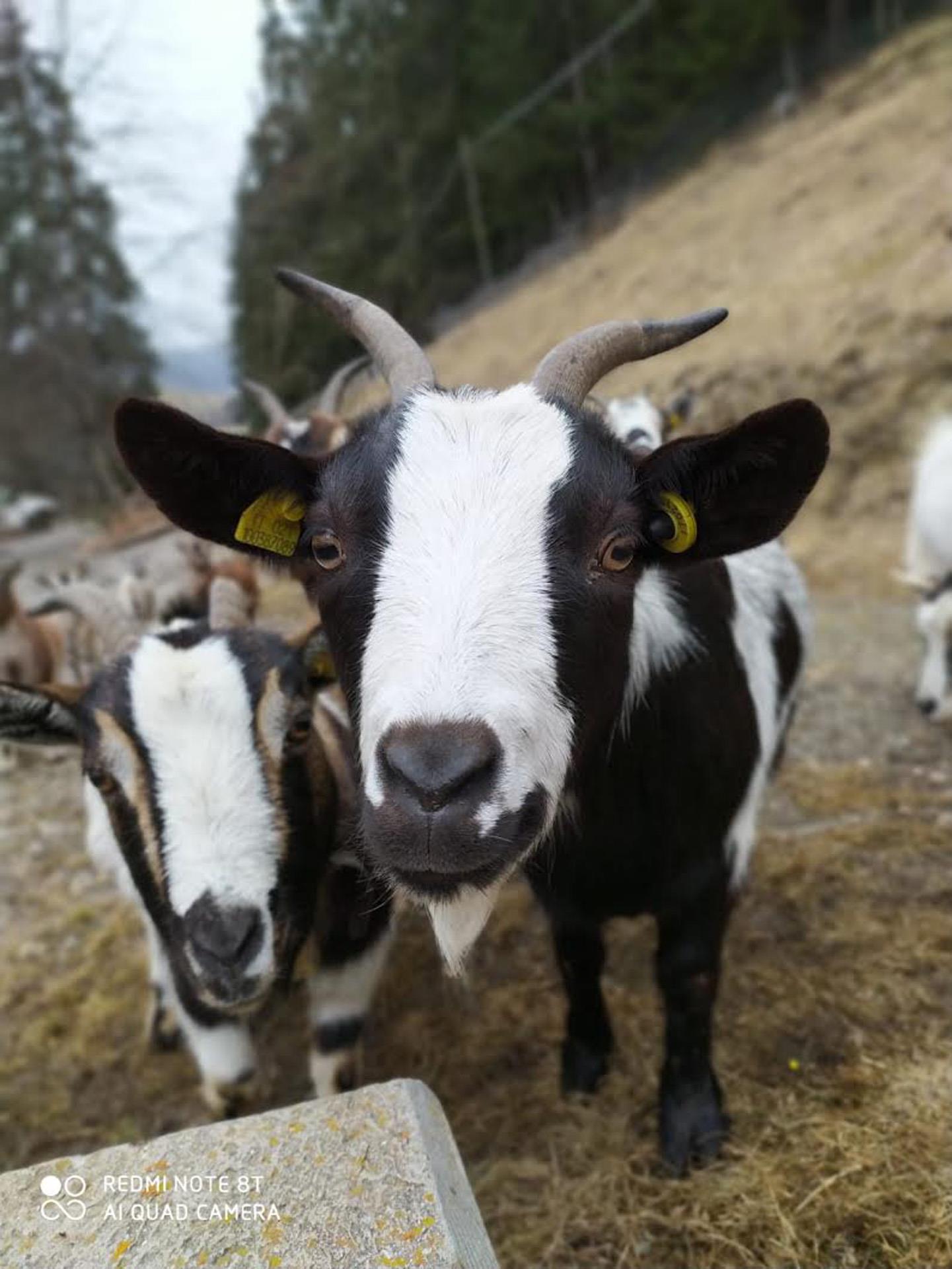 Tanglerhof St.Lorenzen/San Lorenzo di Sebato 18 suedtirol.info