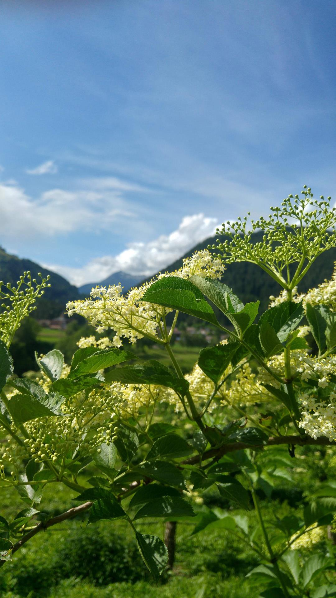 Tanglerhof St.Lorenzen/San Lorenzo di Sebato 15 suedtirol.info