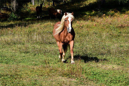 Töniglerhof Trodena 27 suedtirol.info