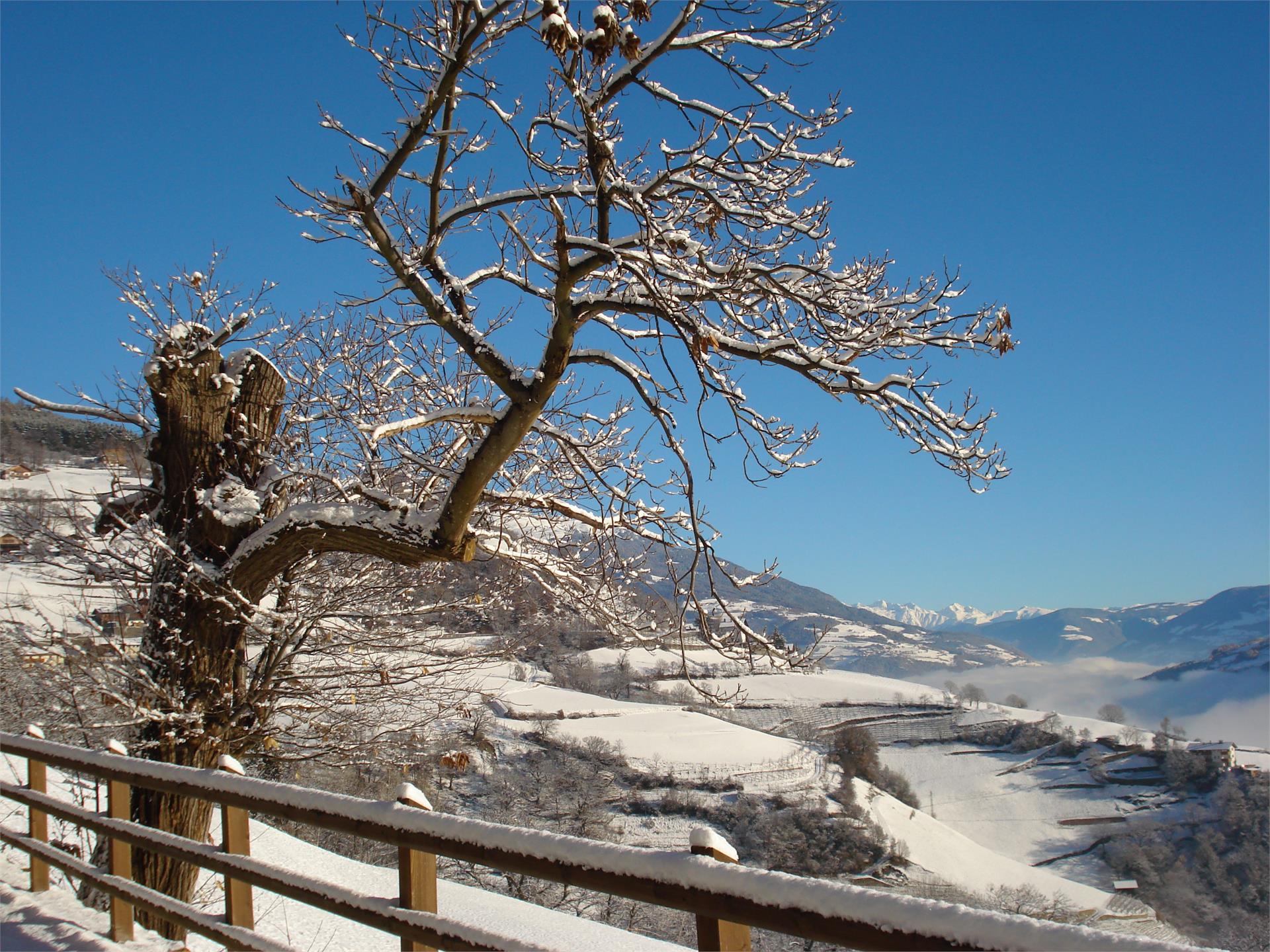 Tschörlerhof Barbian/Barbiano 5 suedtirol.info