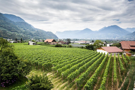 Torgglbauer Meran/Merano 9 suedtirol.info